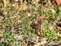 Clinopodium nepeta