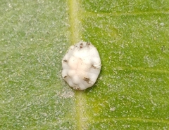 Ceroplastes sinensis