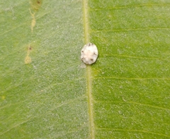 Ceroplastes sinensis