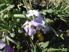 Matthiola tricuspidata