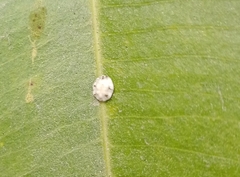 Ceroplastes sinensis