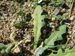 Matthiola tricuspidata