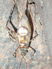 Phalangopsidae