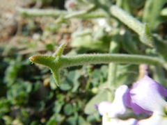 Matthiola tricuspidata