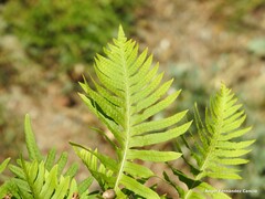 Polypodium cambricum