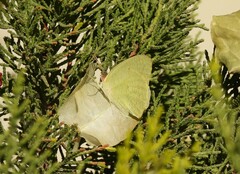 Catopsilia florella