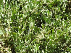 Atriplex portulacoides
