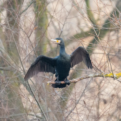Phalacrocorax carbo sinensis