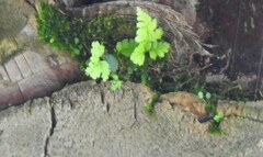 Asplenium adiantum-nigrum