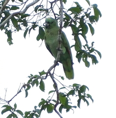 Amazona ochrocephala