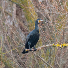 Phalacrocorax carbo sinensis