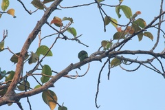 Psilopogon viridis