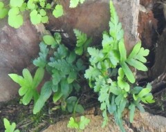 Asplenium adiantum-nigrum