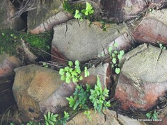Cymbalaria muralis