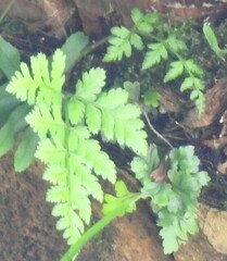 Asplenium adiantum-nigrum