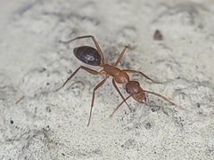 Camponotus inaequalis