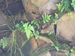 Asplenium adiantum-nigrum