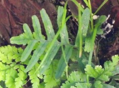 Polypodium cambricum