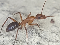 Camponotus inaequalis
