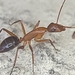 Camponotus inaequalis - Photo 由 Theo Summer 所上傳的 (c) Theo Summer，保留部份權利CC BY