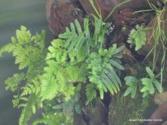Polypodium cambricum