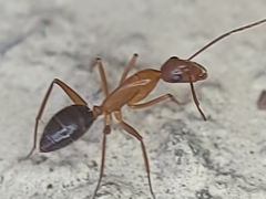 Camponotus inaequalis