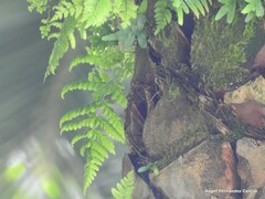 Asplenium adiantum-nigrum