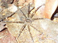 Dolomedes
