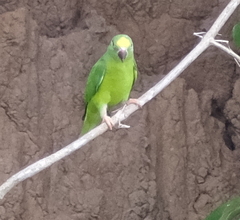 Brotogeris sanctithomae