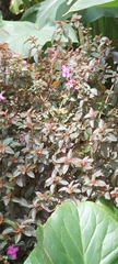 Heterocentron elegans