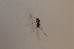 Culex pipiens