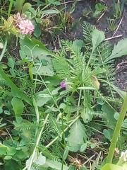 Vicia sativa nigra
