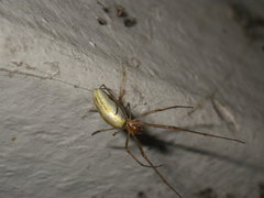 Tetragnatha