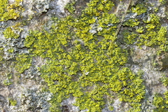 Candelariella efflorescens