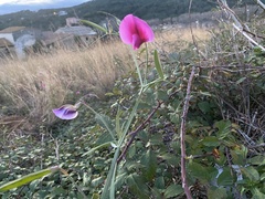 Lathyrus tingitanus