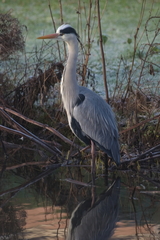 Ardea cinerea