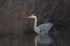 Ardea cinerea