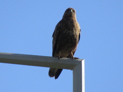 Buteo buteo