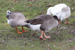 Anser cygnoides