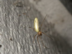 Tetragnatha