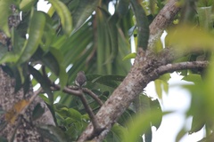 Muscicapa dauurica