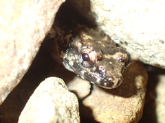 Limnonectes kohchangae