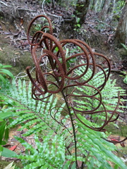Blechnum subcordatum