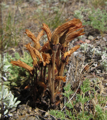 Aphyllon fasciculatum