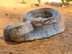 Boa constrictor