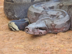 Boa constrictor