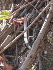 Notomabuya frenata