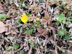 Potentilla incana