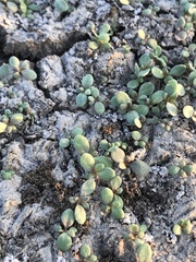 Trianthema portulacastrum