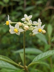 Solanum asperum